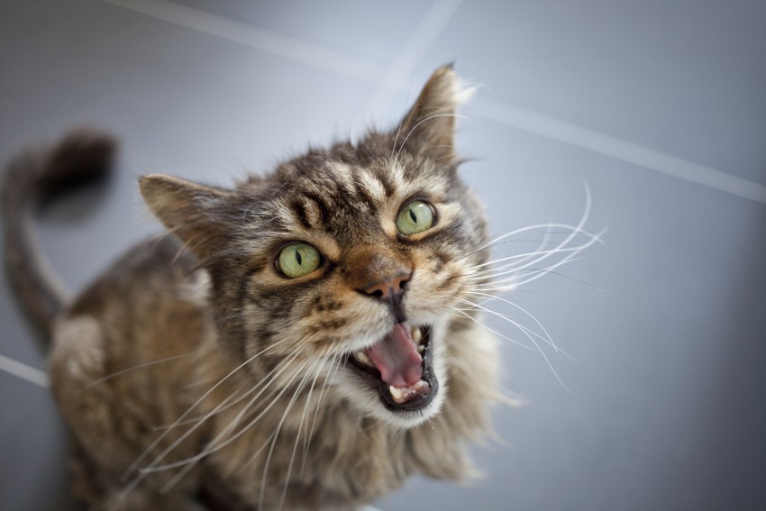 How to Prevent and Treat Excessive Meowing Behavior in Cats