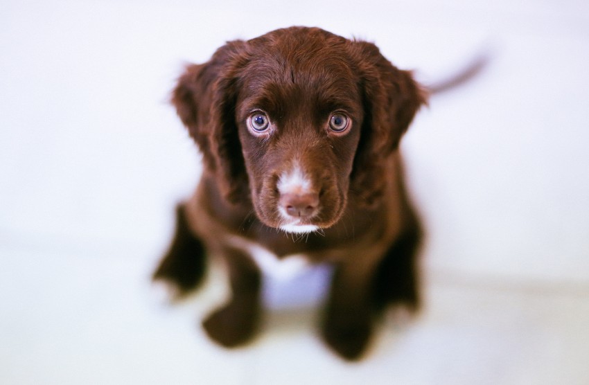 Avoid indoor accidents by being aware of your puppy’s water-drinking habits. By: philhearing