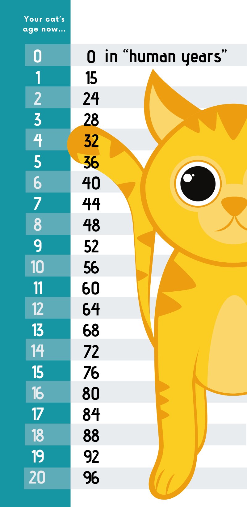 Calculate cat's age in human years