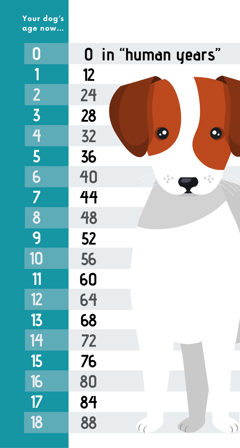 Age Calculator Dog Years To Human Years Chart