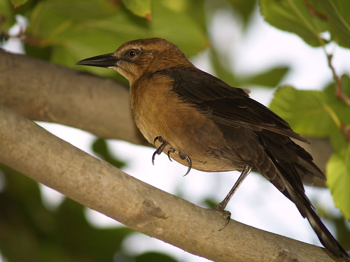caring-for-birds-with-splayed-legs