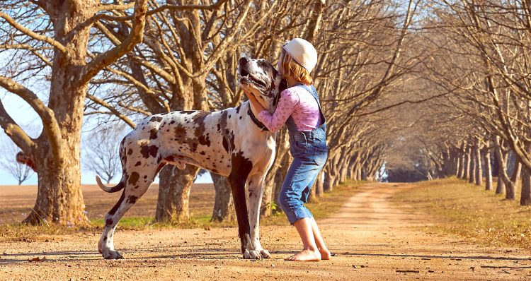 Female best sale great dane