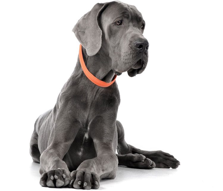 Biggest Dog Breeds in the World: Great Dane