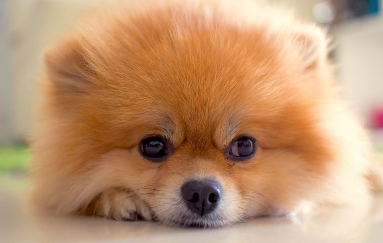 Pomeranians