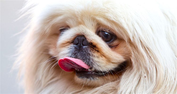 about pekingese