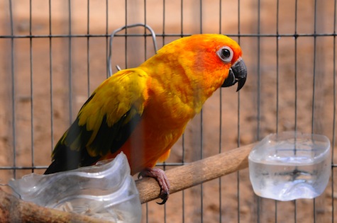 Are you sure you want a pet bird? Are you sure you want a pet bird?