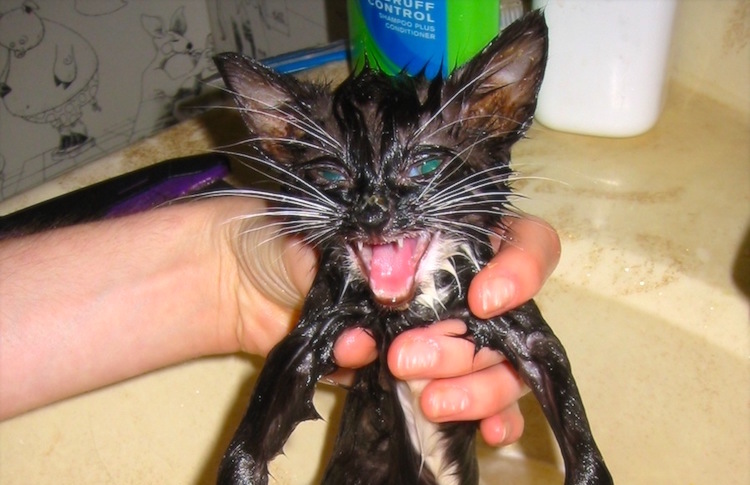 bathing newborn kittens