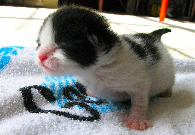 bathing newborn kittens