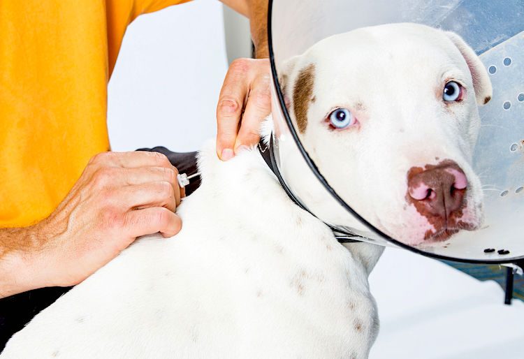 How does a dog microchip work?