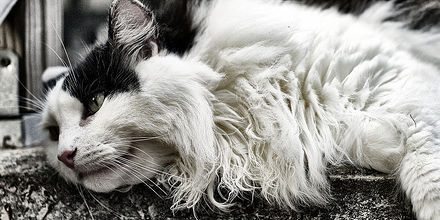 cat comb for matted hair