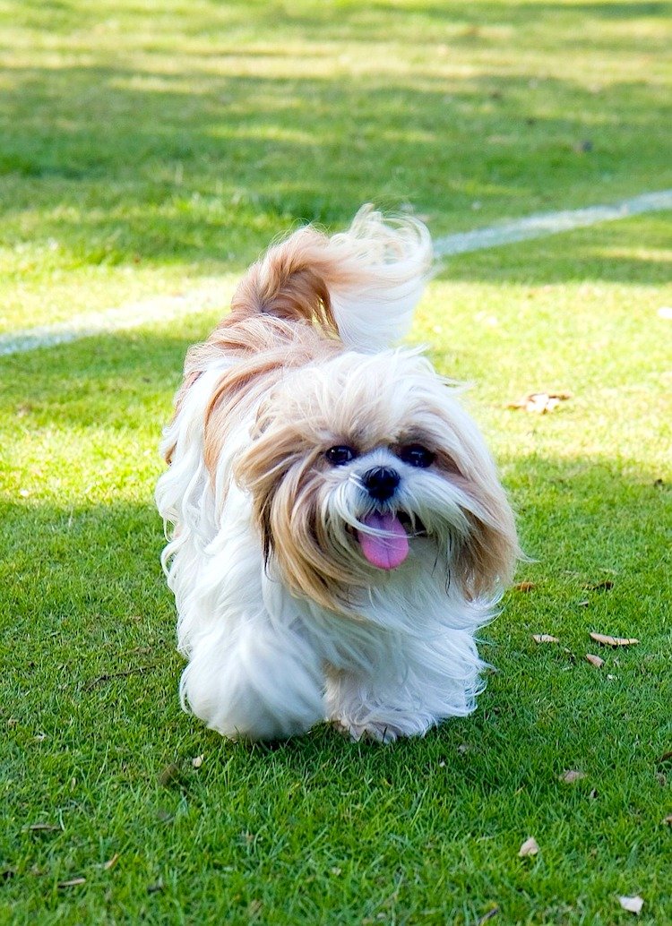 5 Things to Know About Shih Tzus Petful