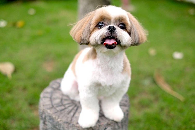 Shih Tzu dog profile (character, diet, care)