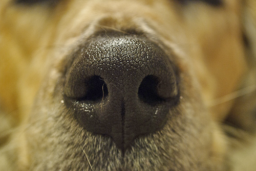 dog snout