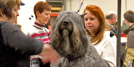 Bouvier des Flandres Breed Profile: Essential Facts