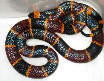 Eastern coral snake. By: Norman.benton/Wikimedia Commons