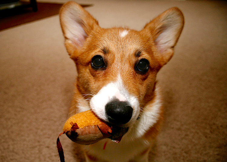 Can Dogs Play With Catnip Toys Petful