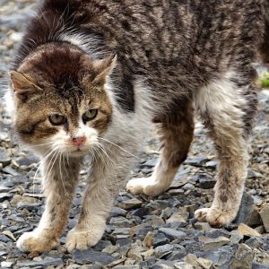 Photo of an angry cat about to fight