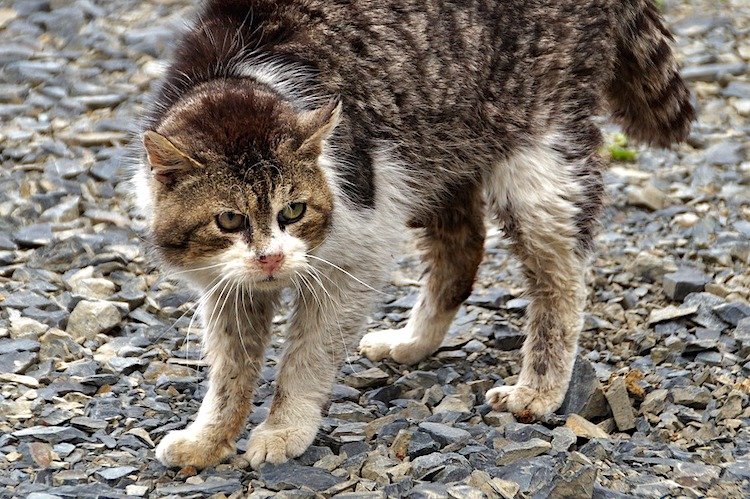 Photo of an angry cat about to fight