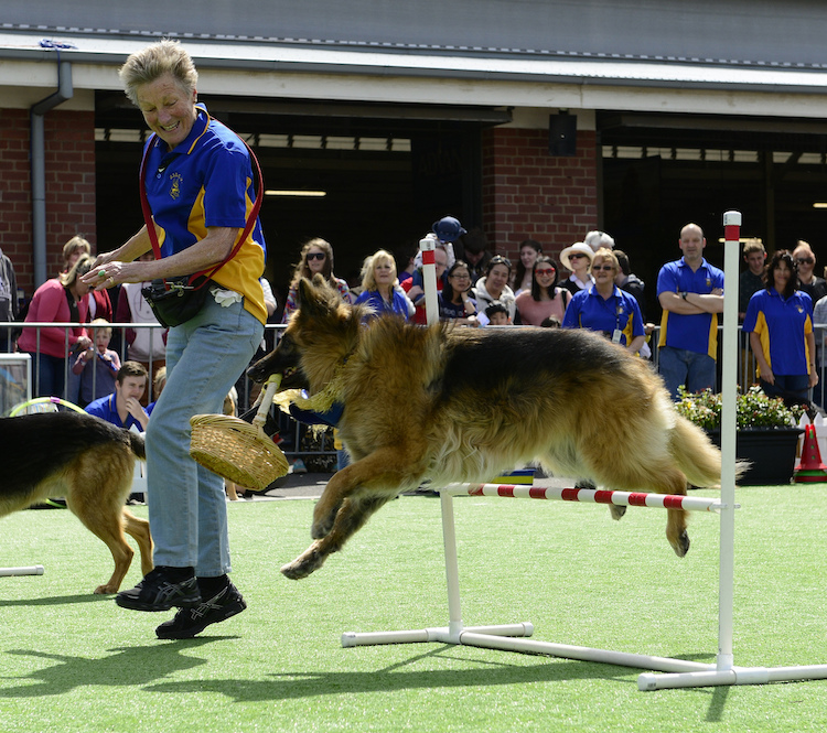 top 20 agility dog breeds