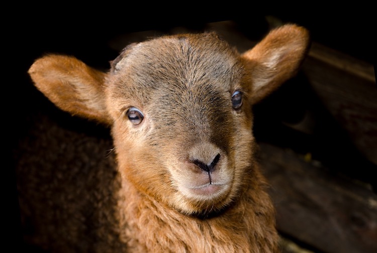 Lambs as pets