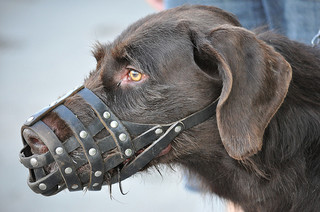 Muzzle a dog at the vet's office