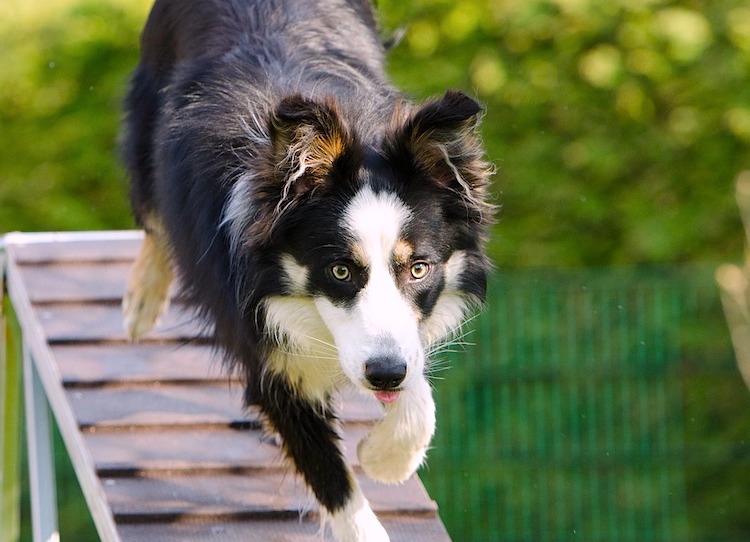 top 20 agility dog breeds