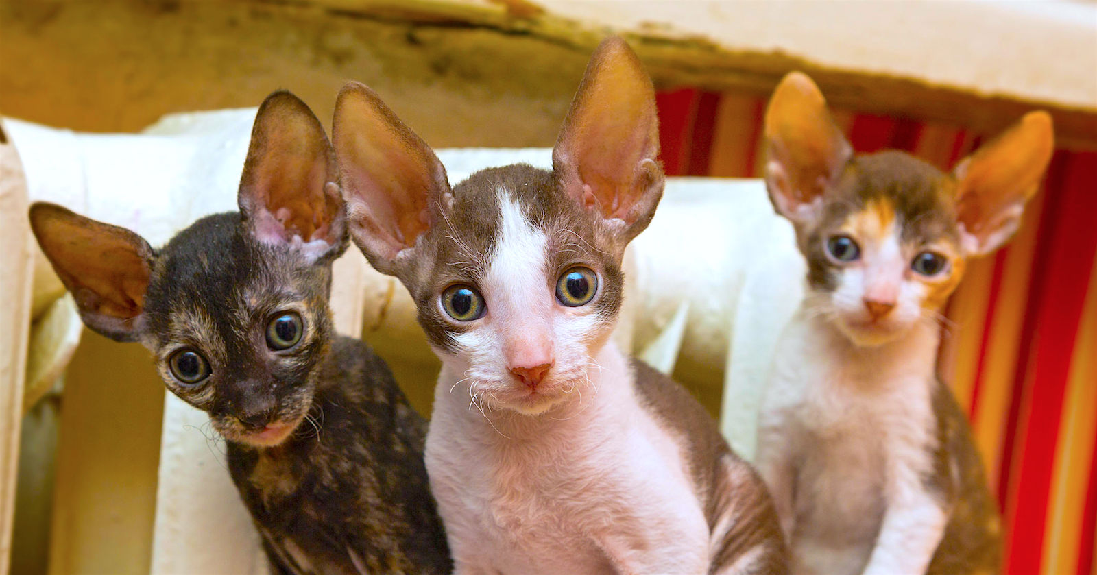 cornish rex cats ears