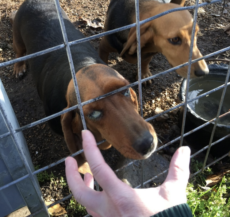 signs of a puppy mill image