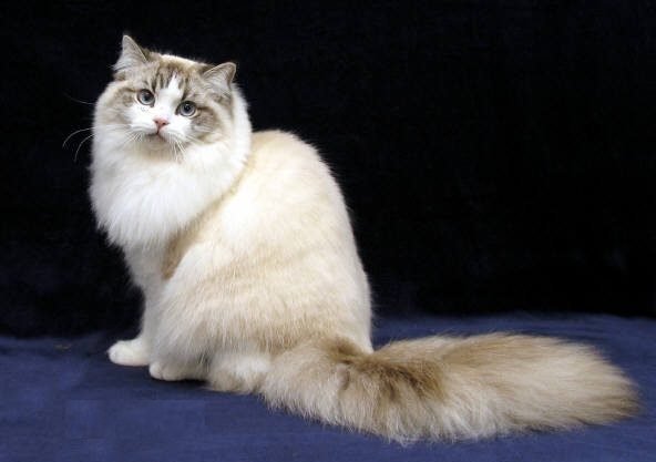ragamuffin-cat-breed-profile