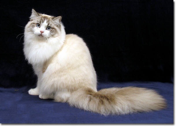ragamuffin-cat-breed-profile ragamuffin-cat-breed-profile