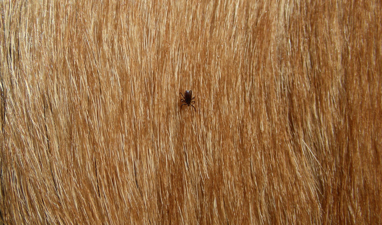 ticks on dogs Lyme disease