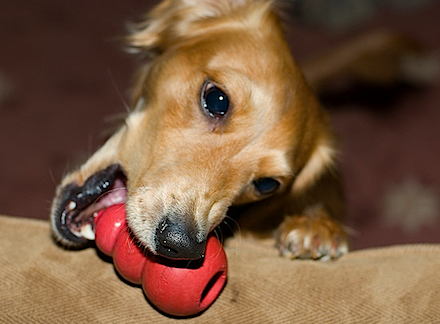 3 Types of Toys to Keep Your Dog Busy While You're at Work