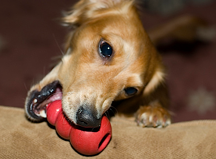 Toys to Keep Dogs Busy  Tips and Tricks to Busy Your Home-Alone Dogs