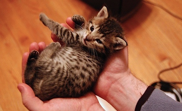 Spotted tabby kitten