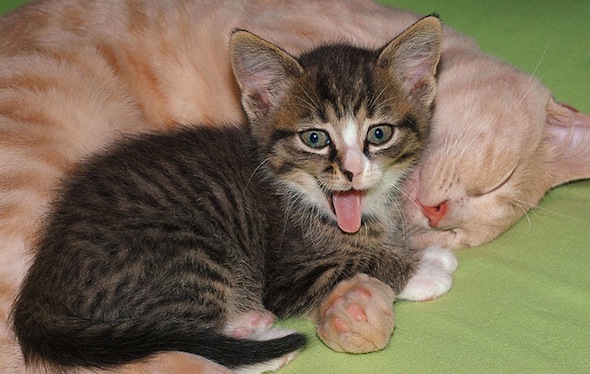 Striped tabby kitten