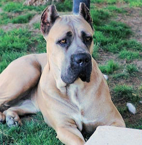 cane corso bred for