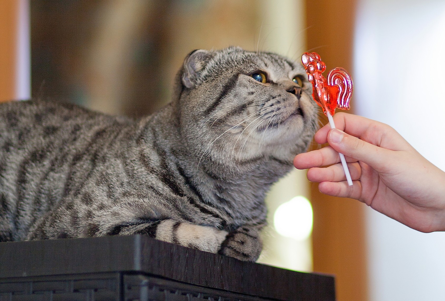 Image of Cat with Lolipop: Why Can't Cats Taste Sweet Things