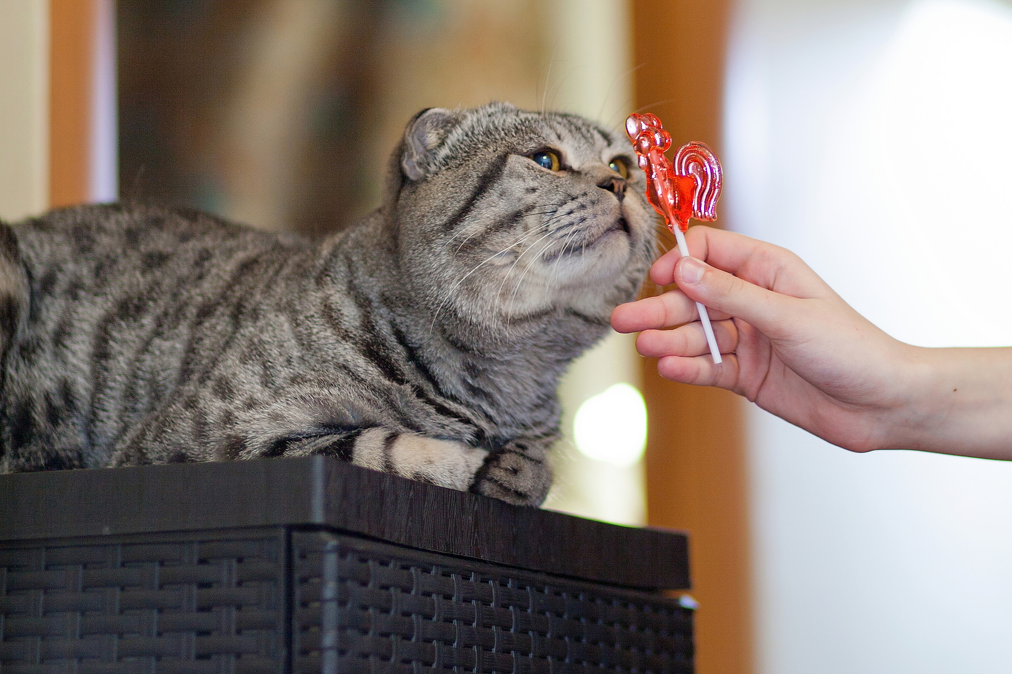 Why Can t Cats Taste Sweet Things Why Can t Cats Taste Sweet Things