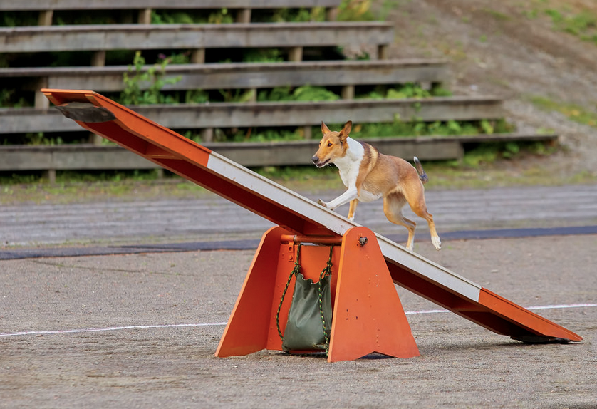 Diy How To Make Your Own Dog Agility Course Petful