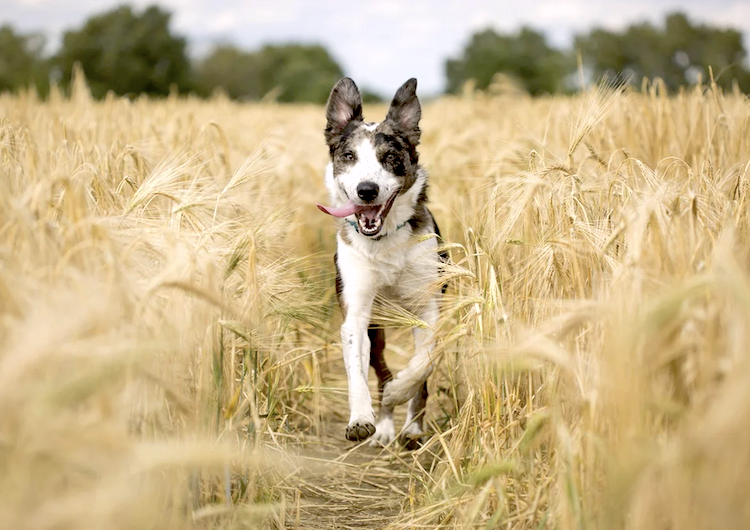 The Hardest Quiz Ever: Which Dog Is Cuter?