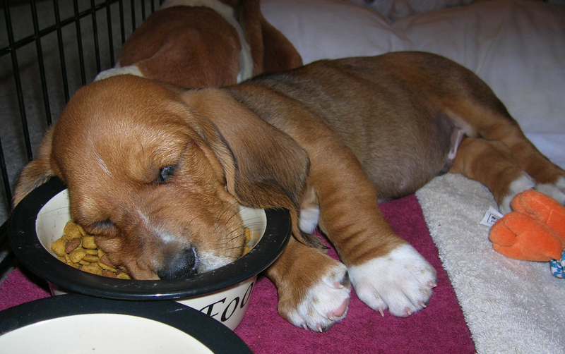 puppy-fell-asleep-in-dog-food.jpg