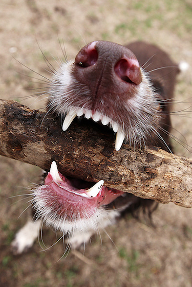 Retrobulbar abscess in dogs that chew sticks