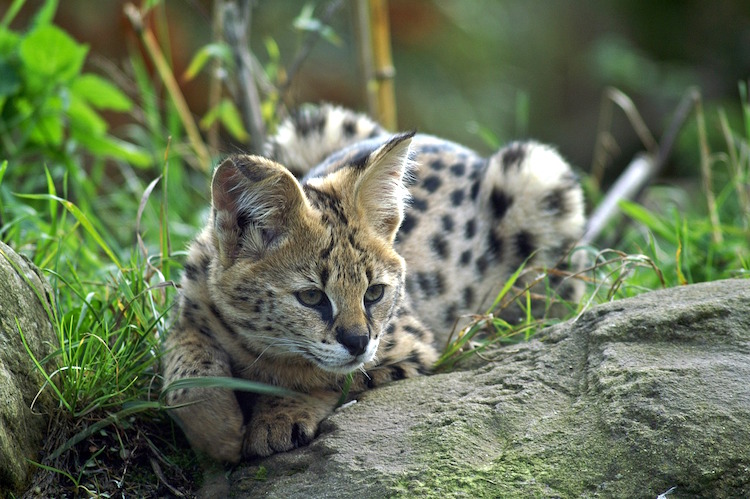 Considering a Serval Cat? Know the Risks of Having One.
