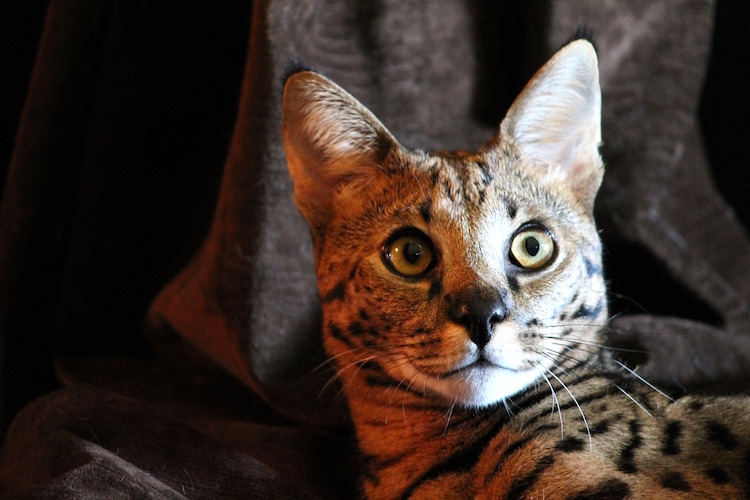 Serval Cat: Considering Getting One? Not So Fast! It's Risky.