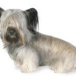 Skye terrier barks only at men