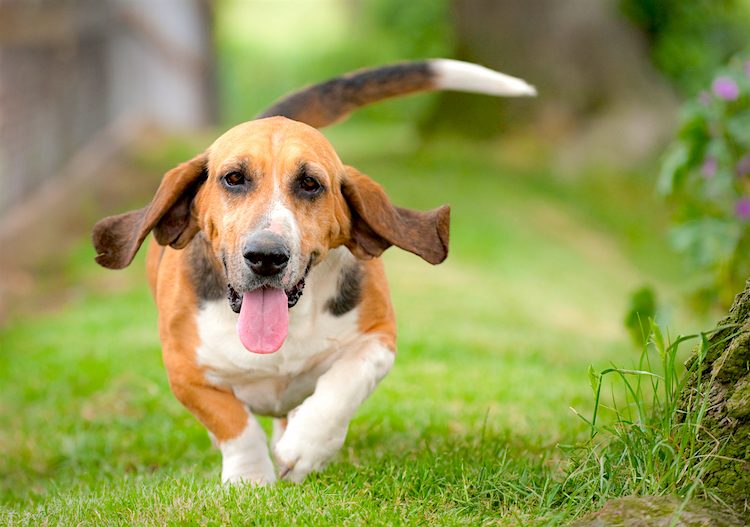 are basset hound puppies aggressive