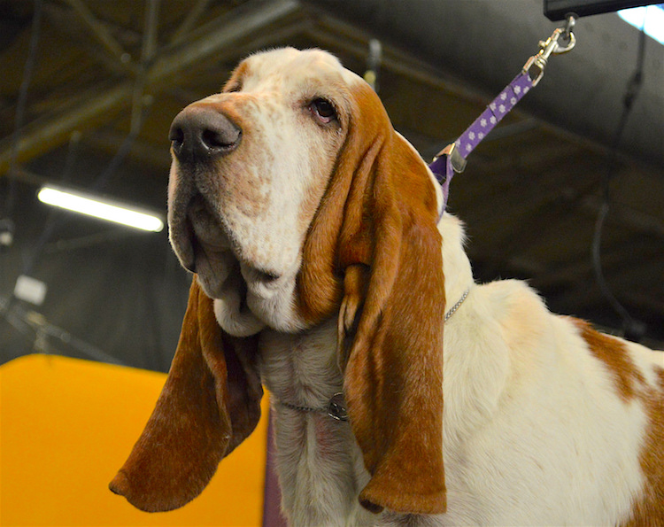5 Things to Know About Basset Hounds Petful