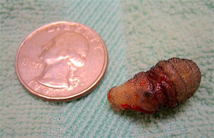 Cuterebra pulled from a tiny, 1.5-lb. kitten. By: tigergirl