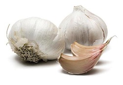 garlic