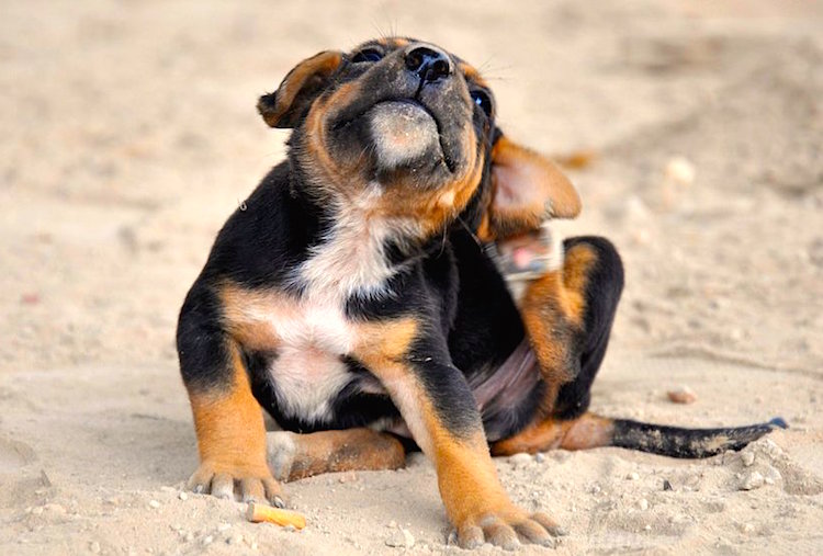 best way to treat fleas best way to treat fleas